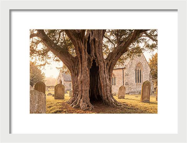 Ancient Yew Tree Embracing Time