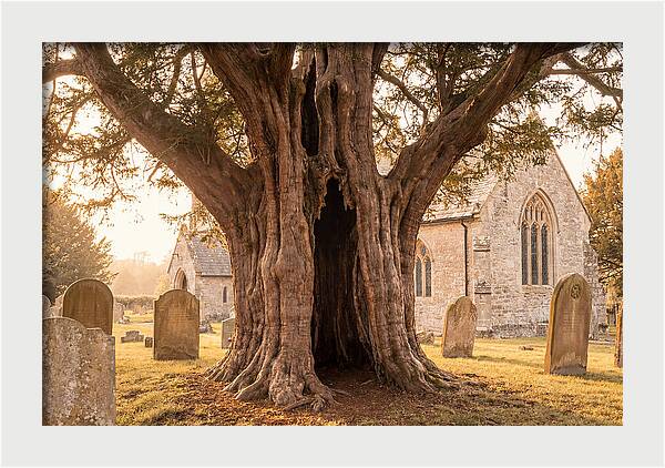 Ancient Yew Tree Embracing Time