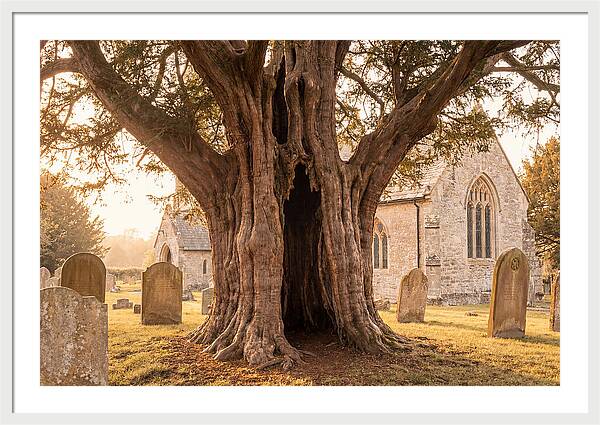 Ancient Yew Tree Embracing Time