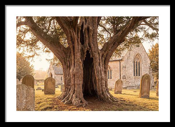 Ancient Yew Tree Embracing Time