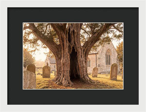 Ancient Yew Tree Embracing Time