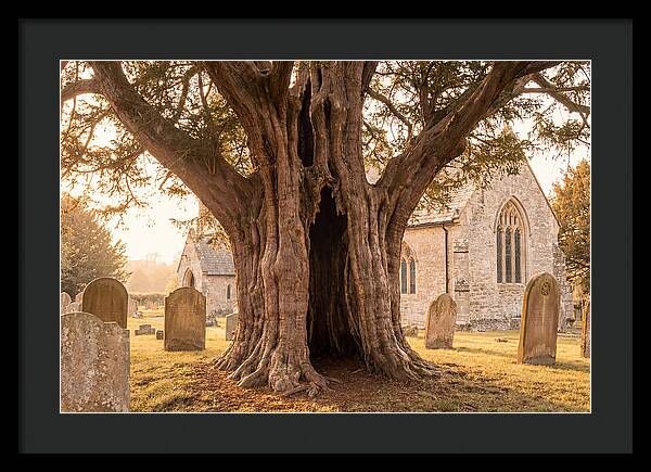 Ancient Yew Tree Embracing Time