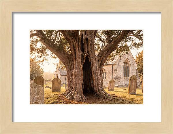 Ancient Yew Tree Embracing Time