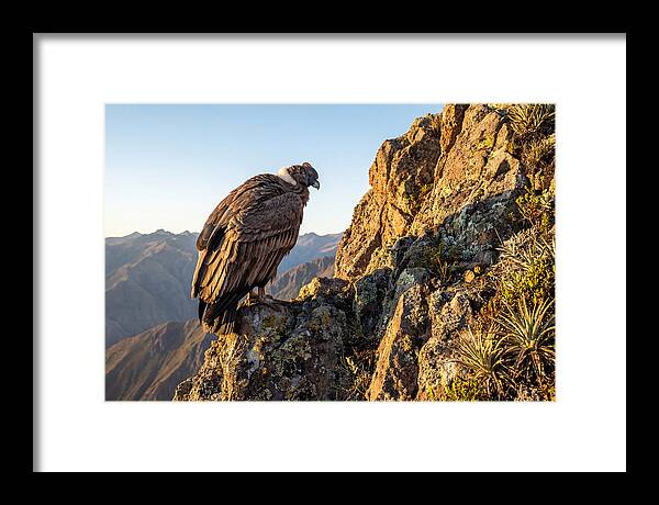 Andean Condor Perched Majestically