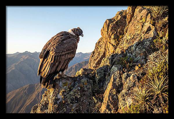 Andean Condor Perched Majestically