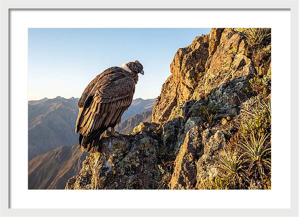 Andean Condor Perched Majestically