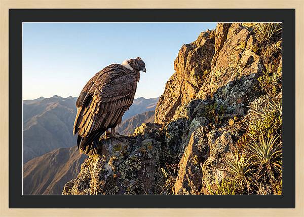Andean Condor Perched Majestically