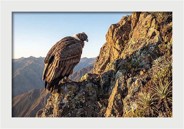 Andean Condor Perched Majestically