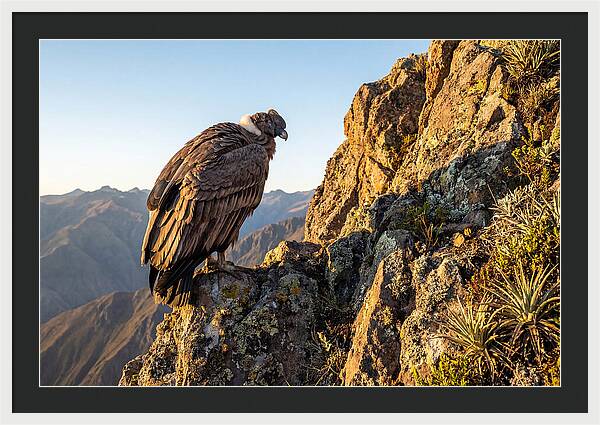 Andean Condor Perched Majestically