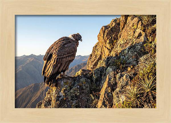 Andean Condor Perched Majestically