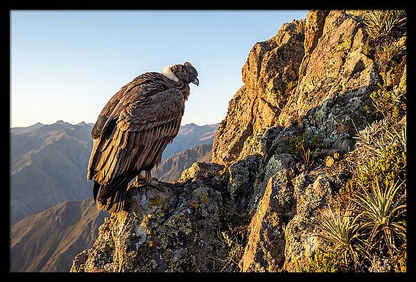 Andean Condor Perched Majestically