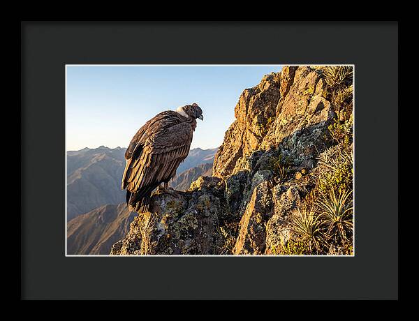 Andean Condor Perched Majestically