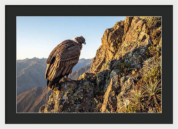 Andean Condor Perched Majestically