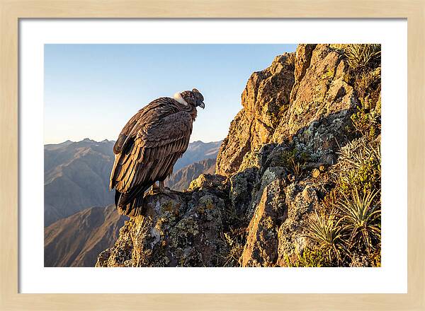 Andean Condor Perched Majestically