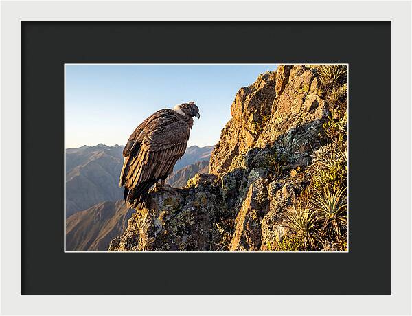 Andean Condor Perched Majestically