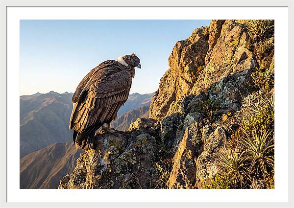 Andean Condor Perched Majestically