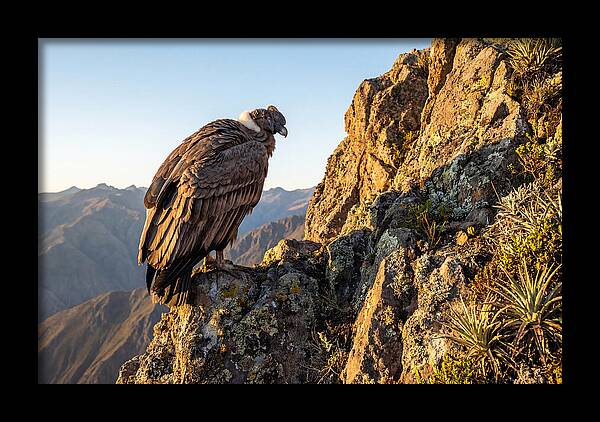 Andean Condor Perched Majestically