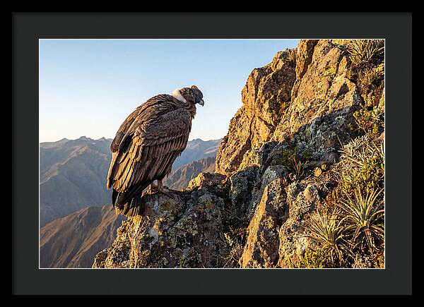 Andean Condor Perched Majestically