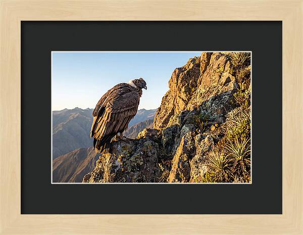 Andean Condor Perched Majestically
