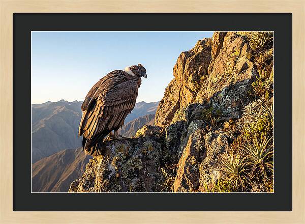 Andean Condor Perched Majestically