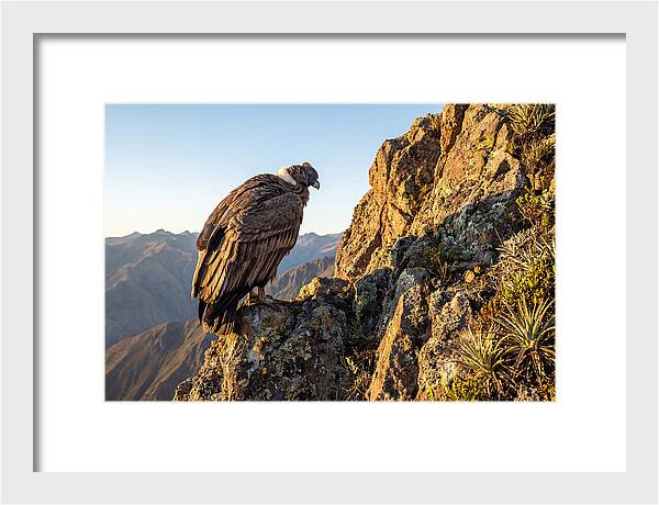 Andean Condor Perched Majestically