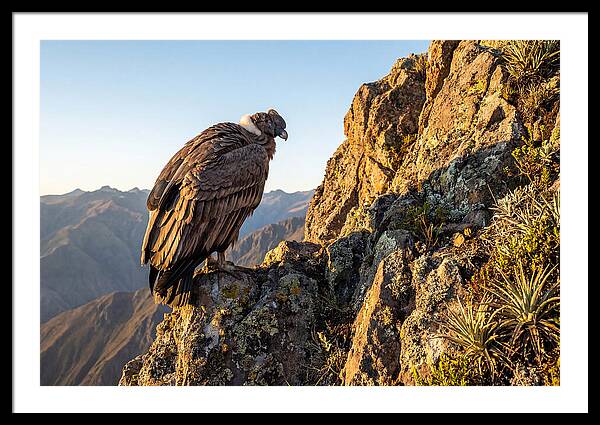Andean Condor Perched Majestically