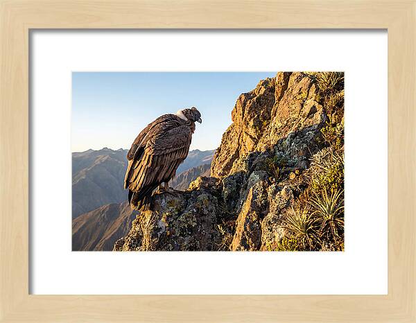 Andean Condor Perched Majestically