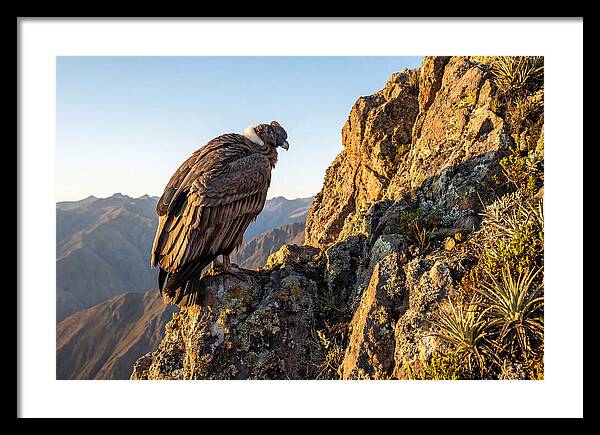 Andean Condor Perched Majestically