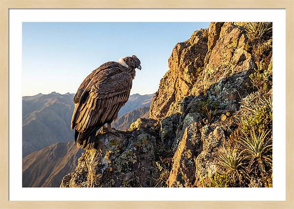 Andean Condor Perched Majestically