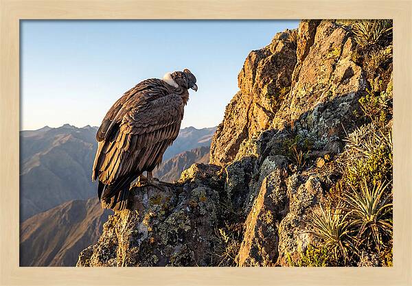 Andean Condor Perched Majestically