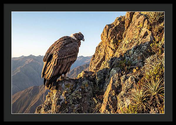 Andean Condor Perched Majestically