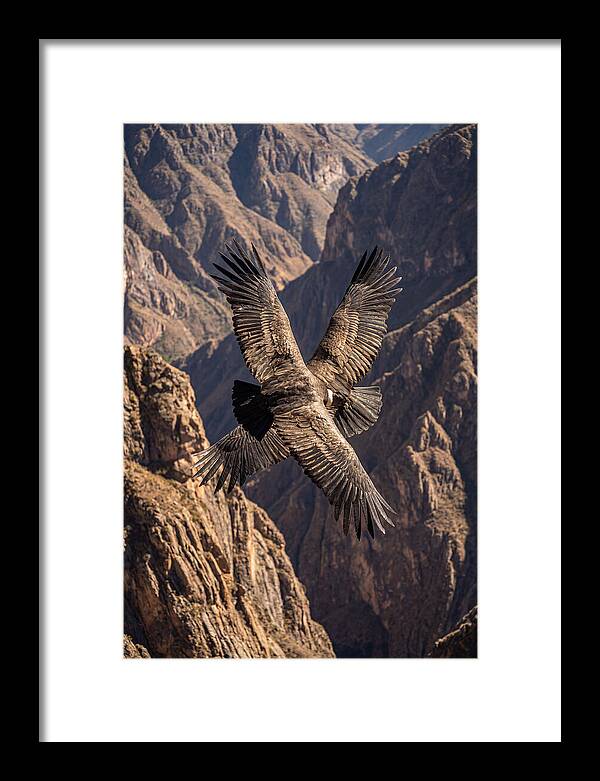 Andean Condor Soaring Over Canyon