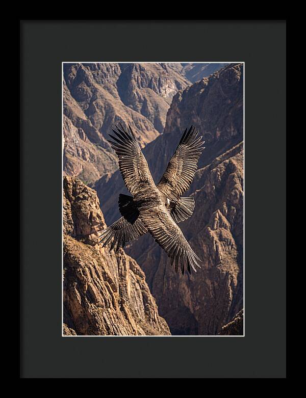 Andean Condor Soaring Over Canyon