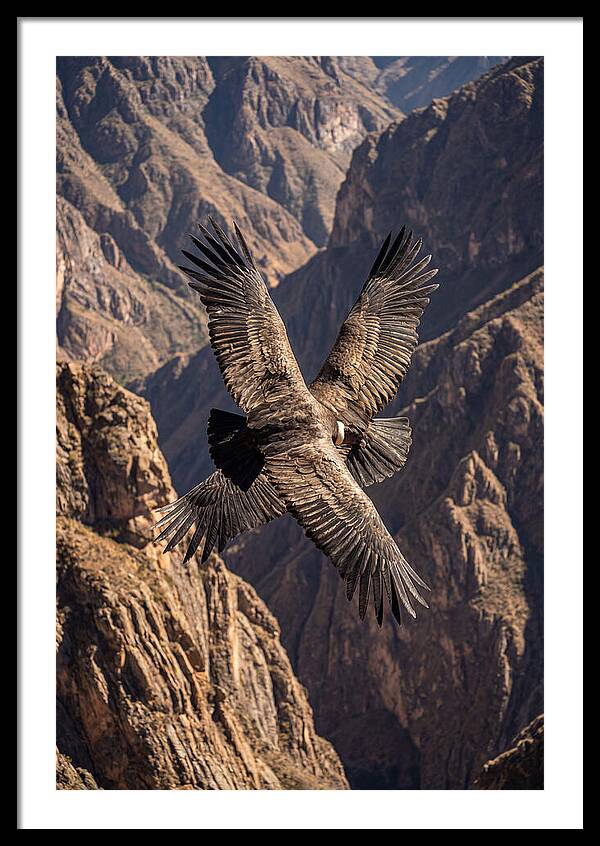 Andean Condor Soaring Over Canyon