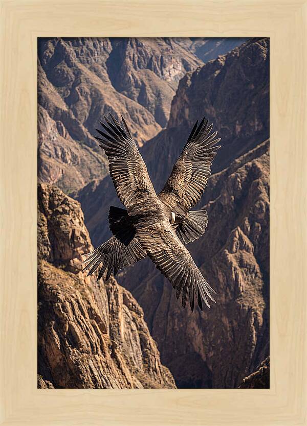 Andean Condor Soaring Over Canyon