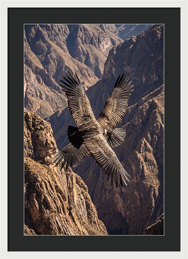 Andean Condor Soaring Over Canyon