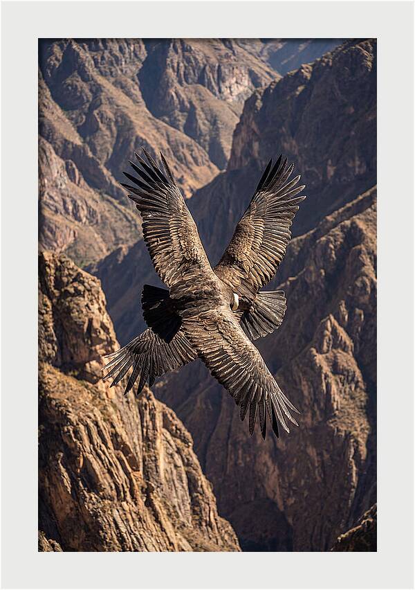 Andean Condor Soaring Over Canyon