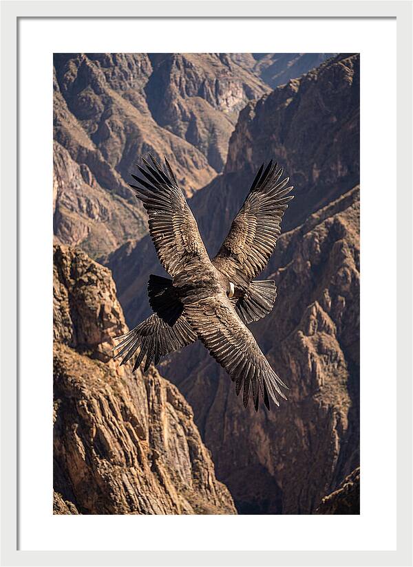 Andean Condor Soaring Over Canyon