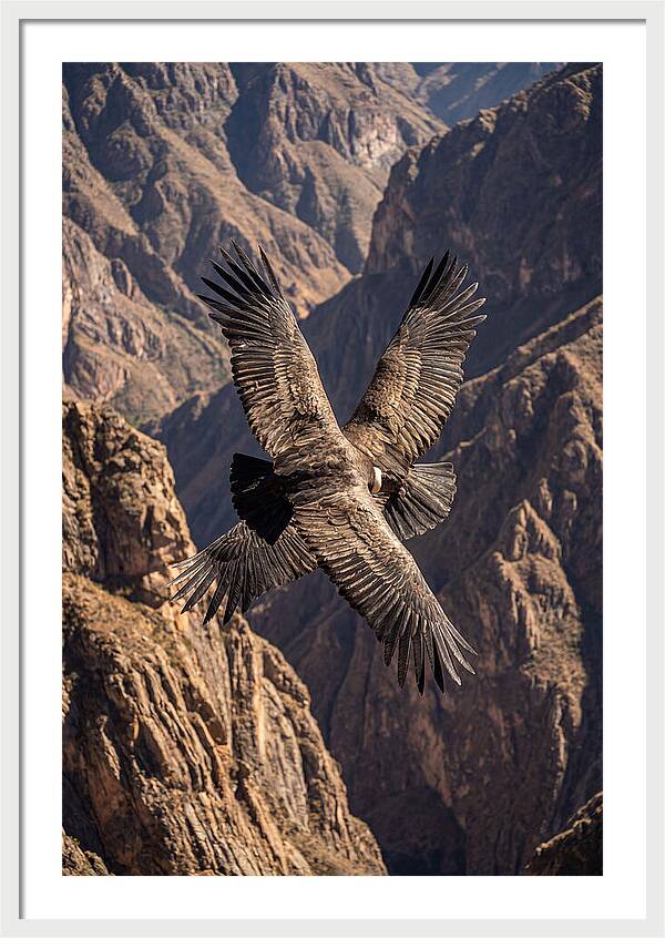 Andean Condor Soaring Over Canyon