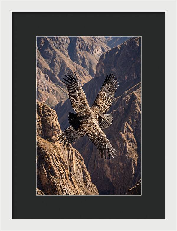 Andean Condor Soaring Over Canyon
