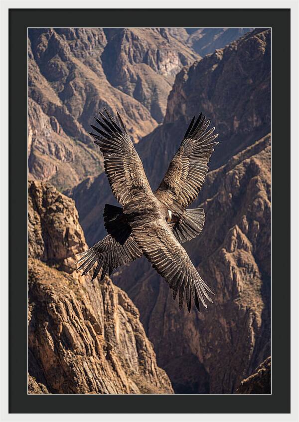 Andean Condor Soaring Over Canyon