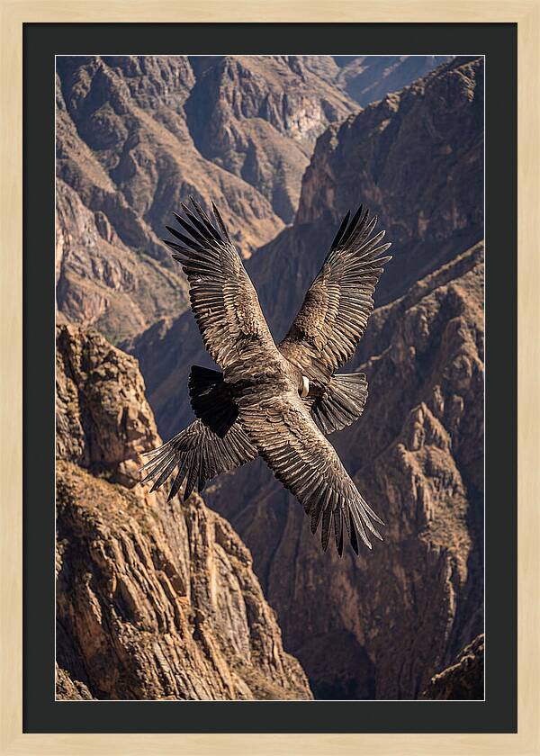 Andean Condor Soaring Over Canyon