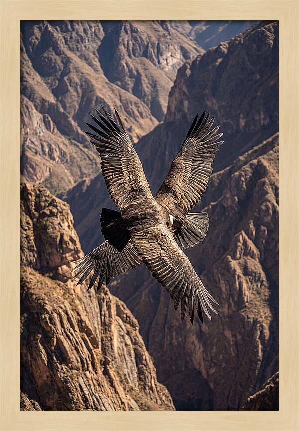 Andean Condor Soaring Over Canyon