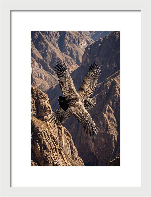 Andean Condor Soaring Over Canyon