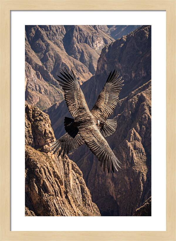 Andean Condor Soaring Over Canyon