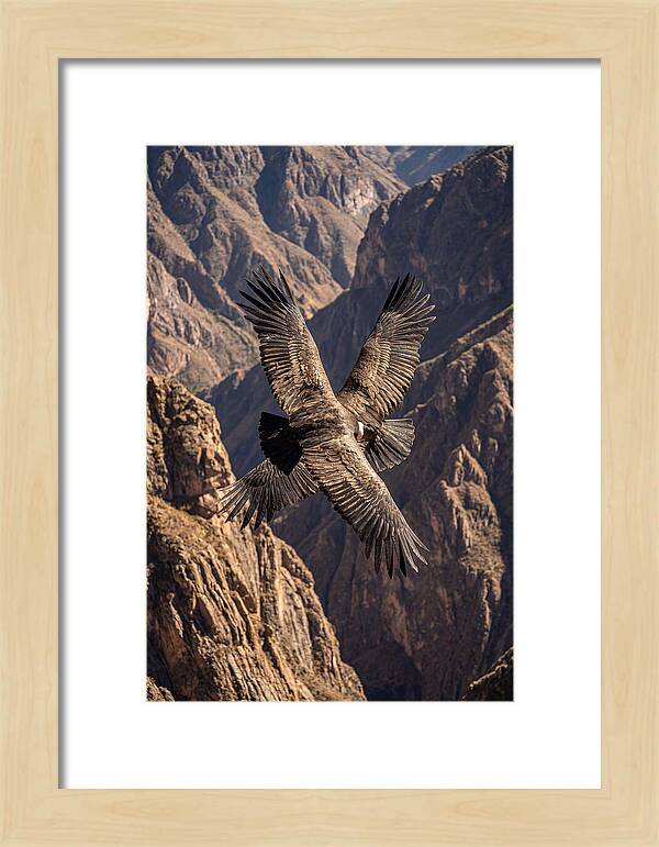 Andean Condor Soaring Over Canyon