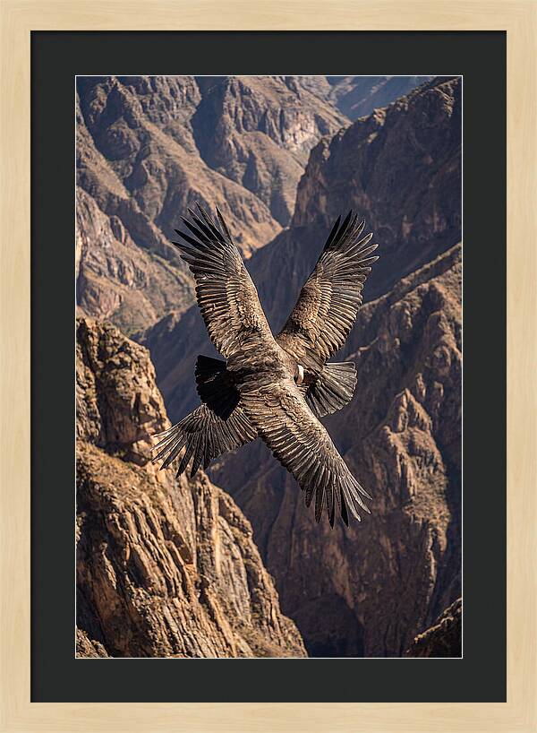 Andean Condor Soaring Over Canyon