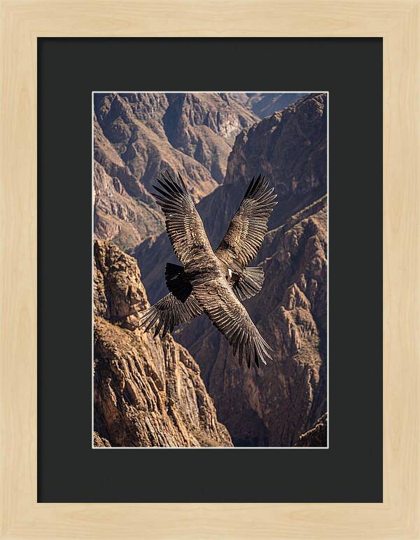 Andean Condor Soaring Over Canyon