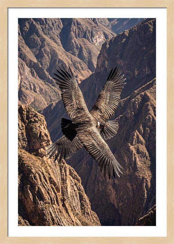 Andean Condor Soaring Over Canyon