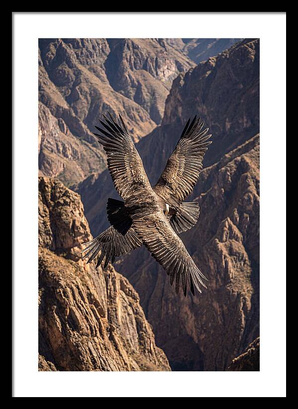 Andean Condor Soaring Over Canyon
